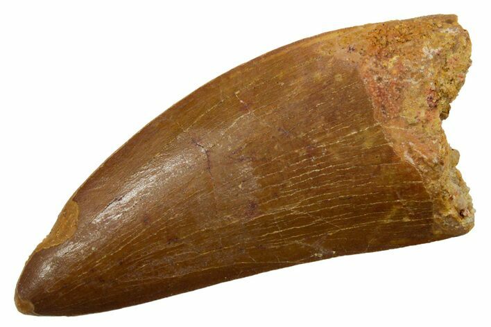 Carcharodontosaurus Tooth - Real Dinosaur Tooth #351648